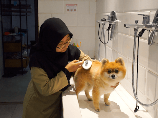 Uninterruptible power for pet care provider
